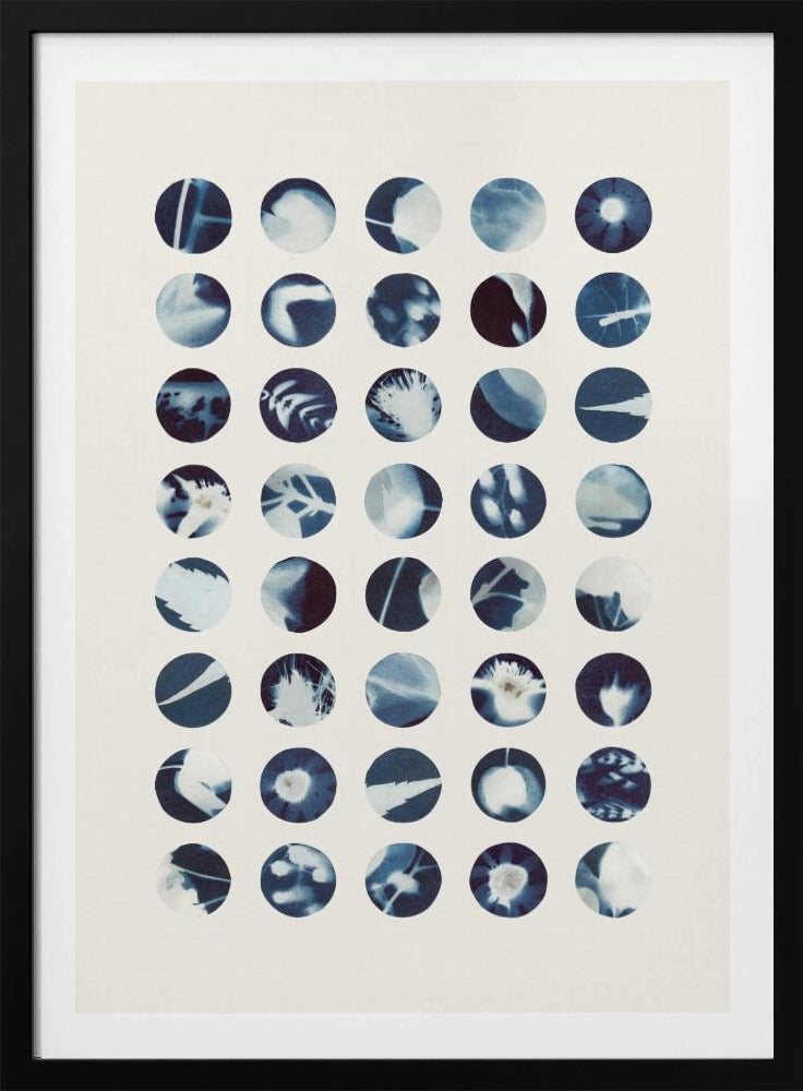 Botaniska cyanotypier | Poster