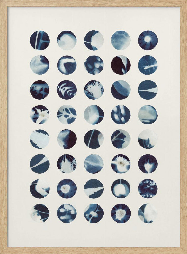 Botaniska cyanotypier | Poster