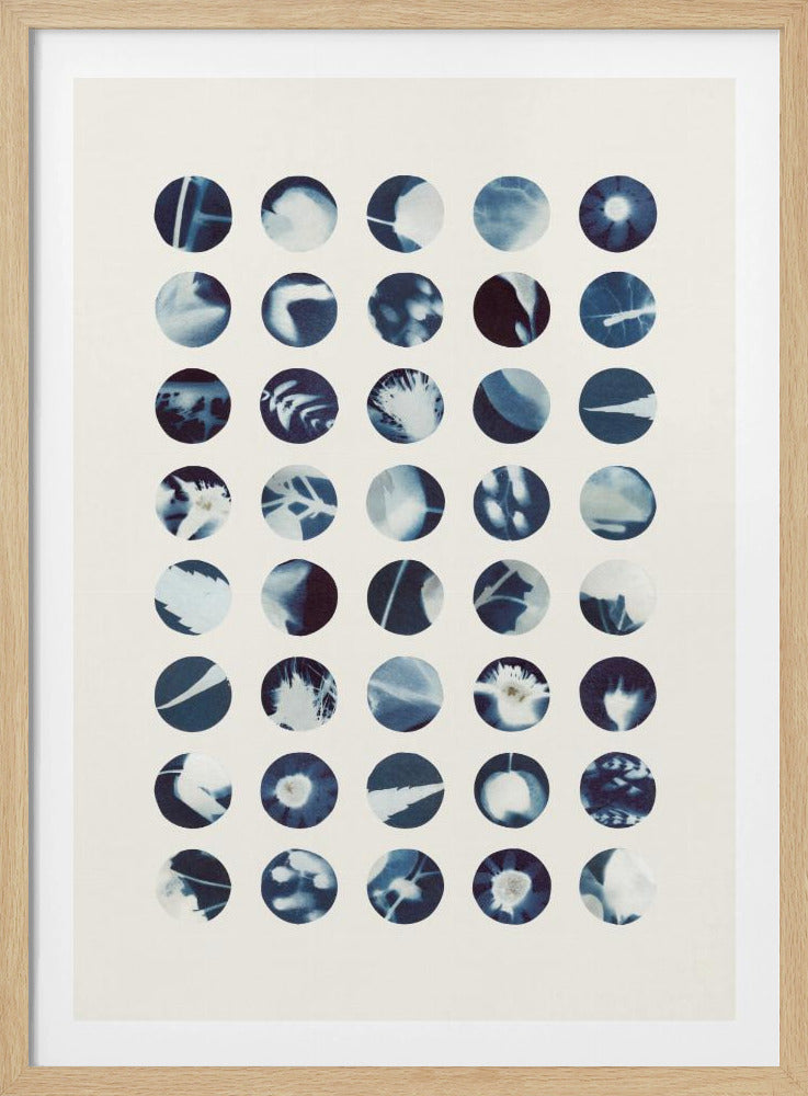 Botaniska cyanotypier | Poster