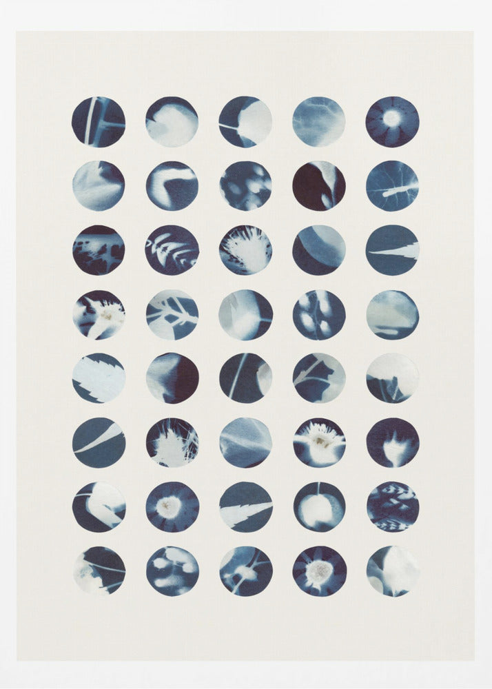 Botaniska cyanotypier | Poster