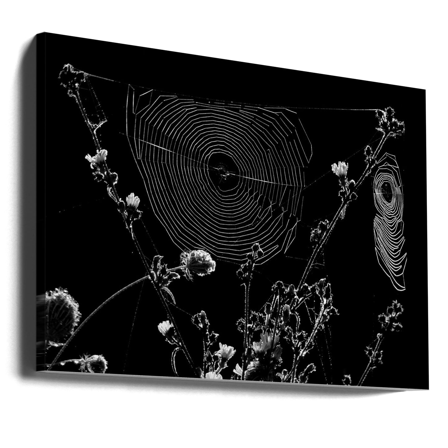 Spinnennetze | Leinwand-Bilder