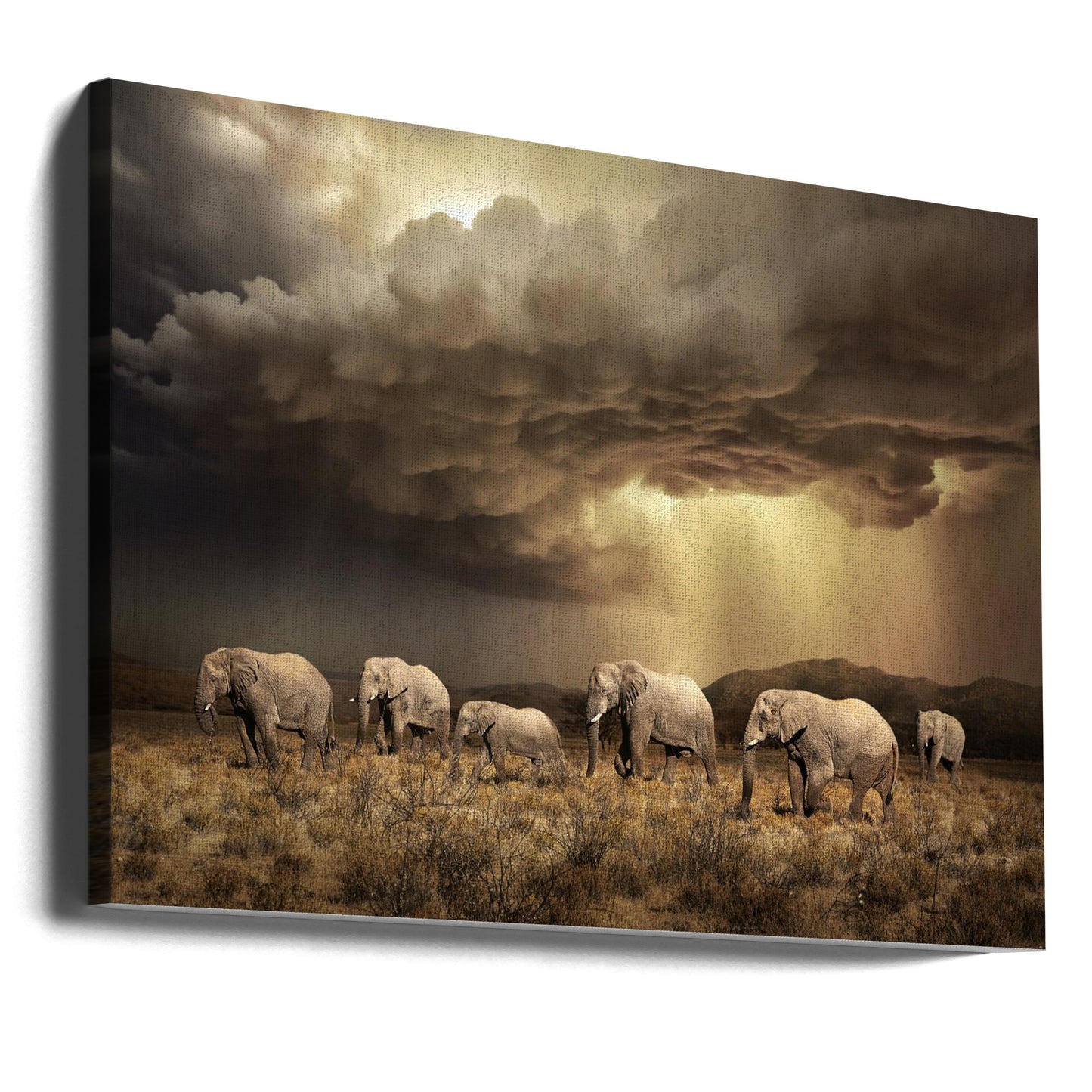 FriaElefanter | Canvas