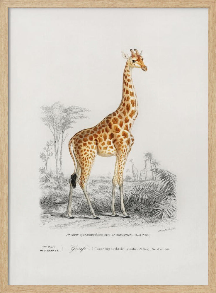 Giraffe | Poster