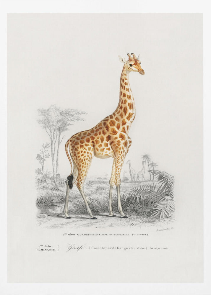 Giraffe | Poster