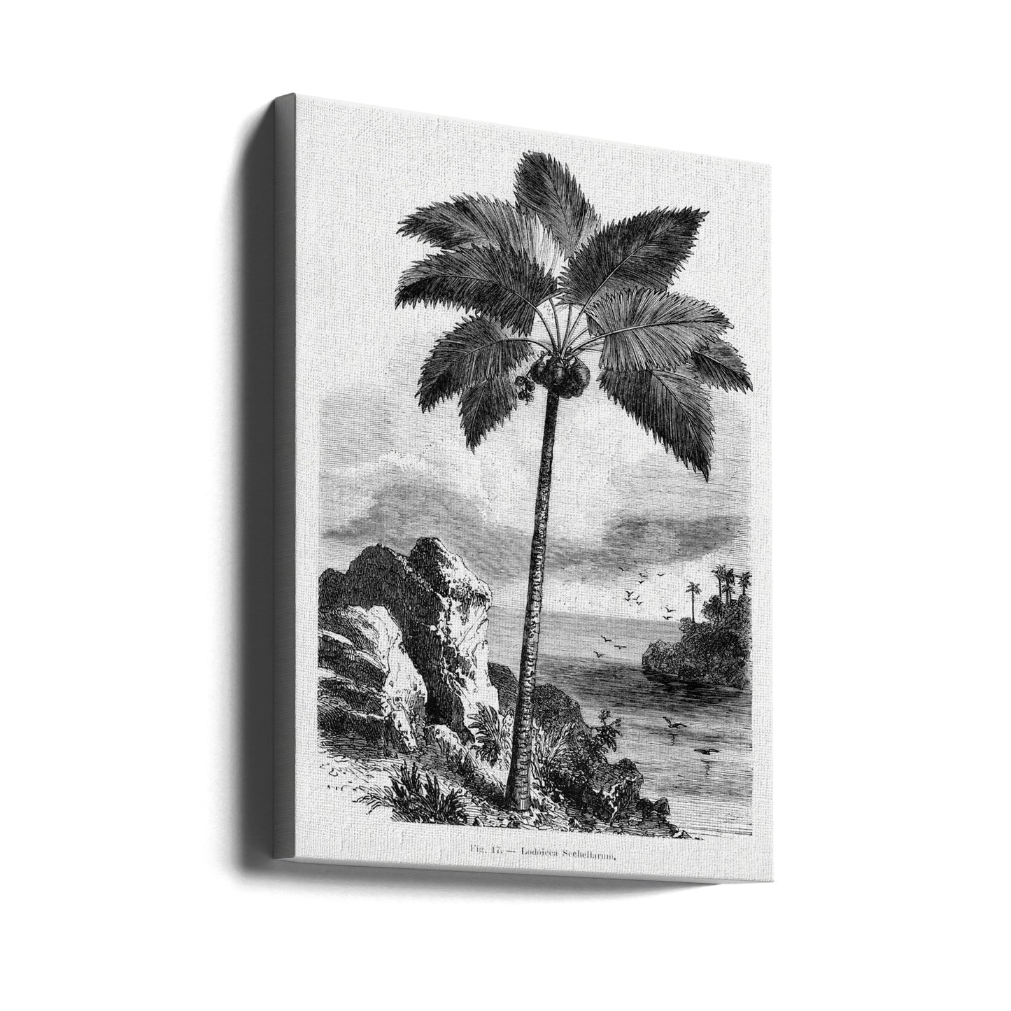 Dibujo de palmera vintage I | Impresiones en Lienzo