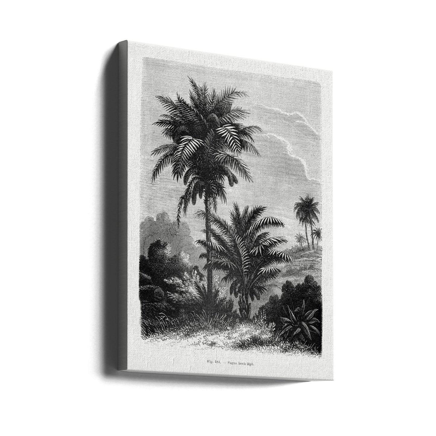 Dibujo de palmera vintage V | Impresiones en Lienzo