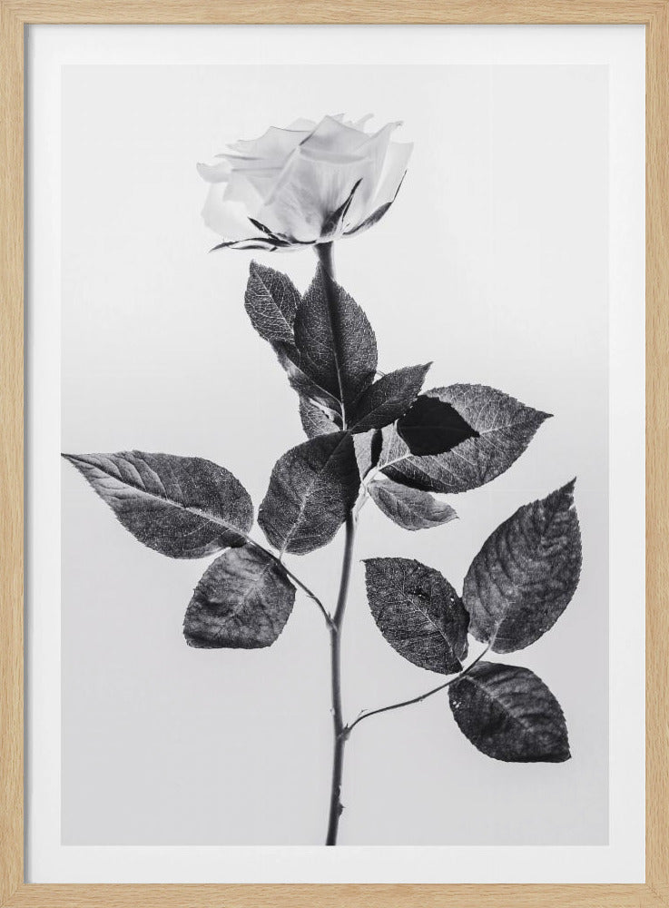 Rose | Poster