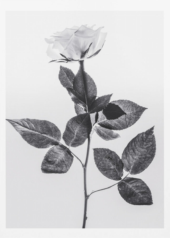 Rose | Poster