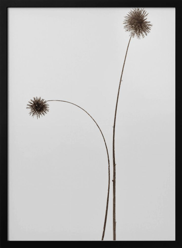 Botany | Poster