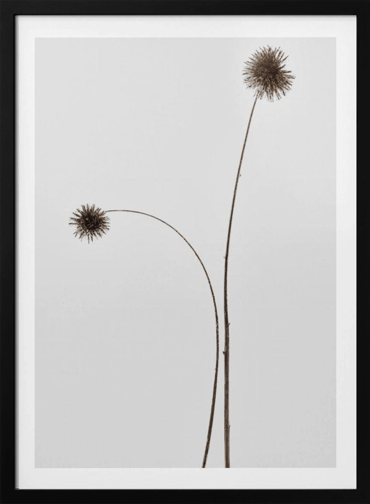 Botany | Poster