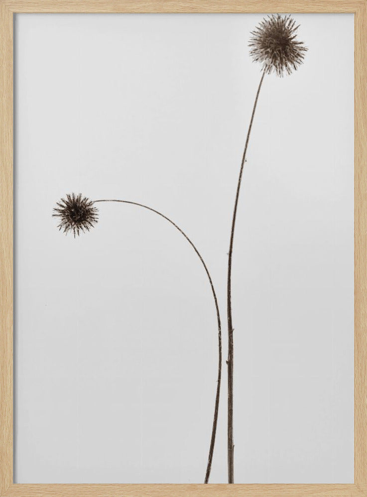 Botany | Poster