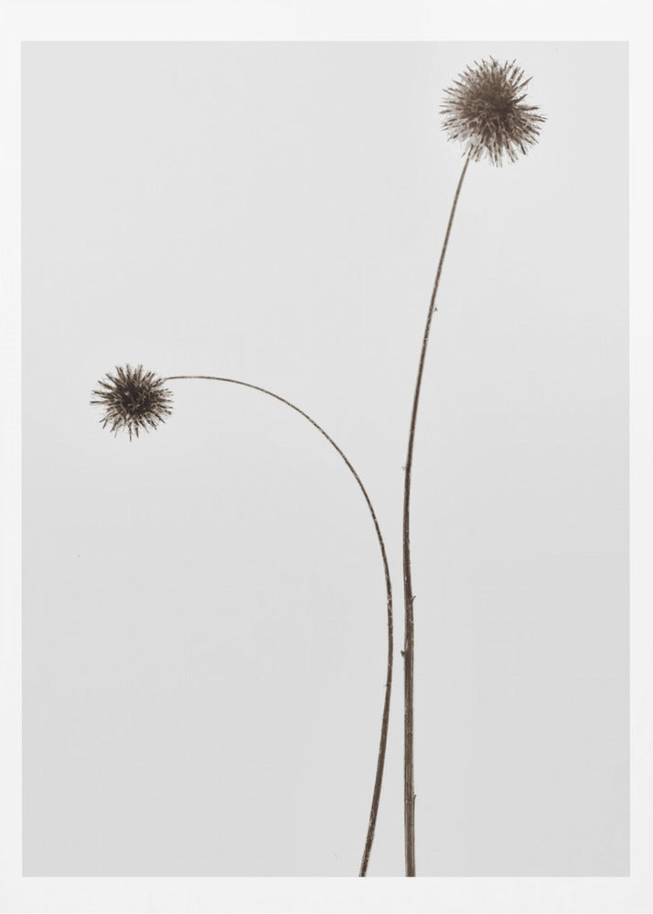 Botany | Poster