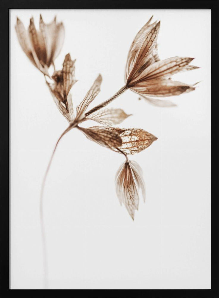 Golden Pant | Poster