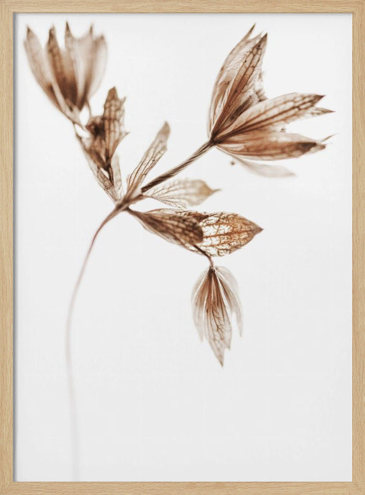 Golden Pant | Poster