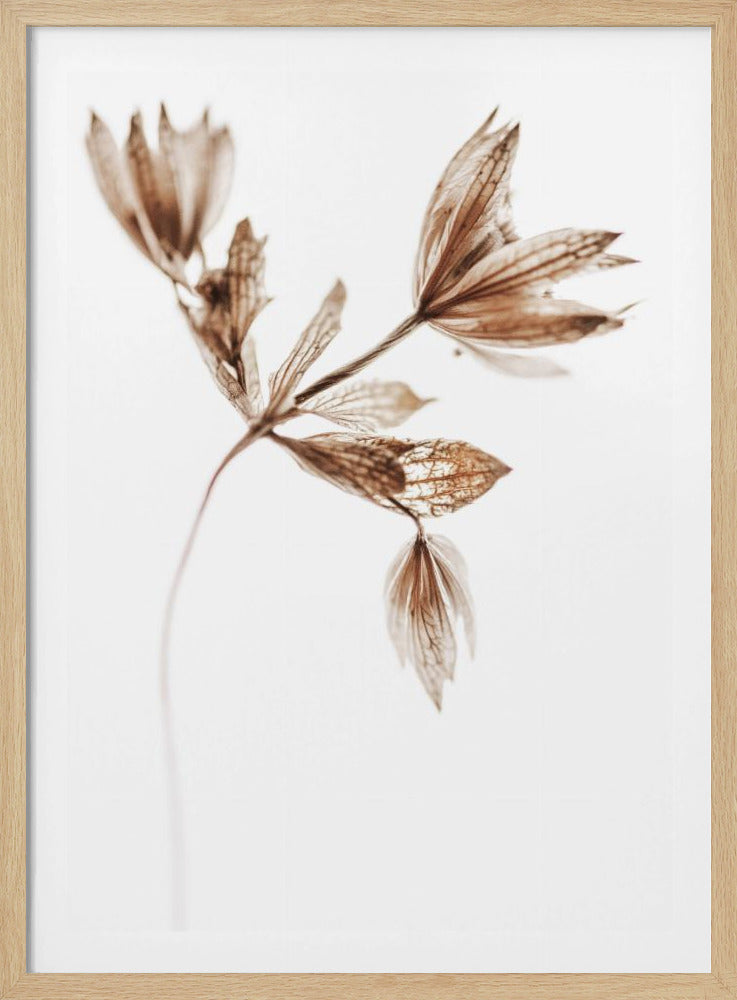 Golden Pant | Poster