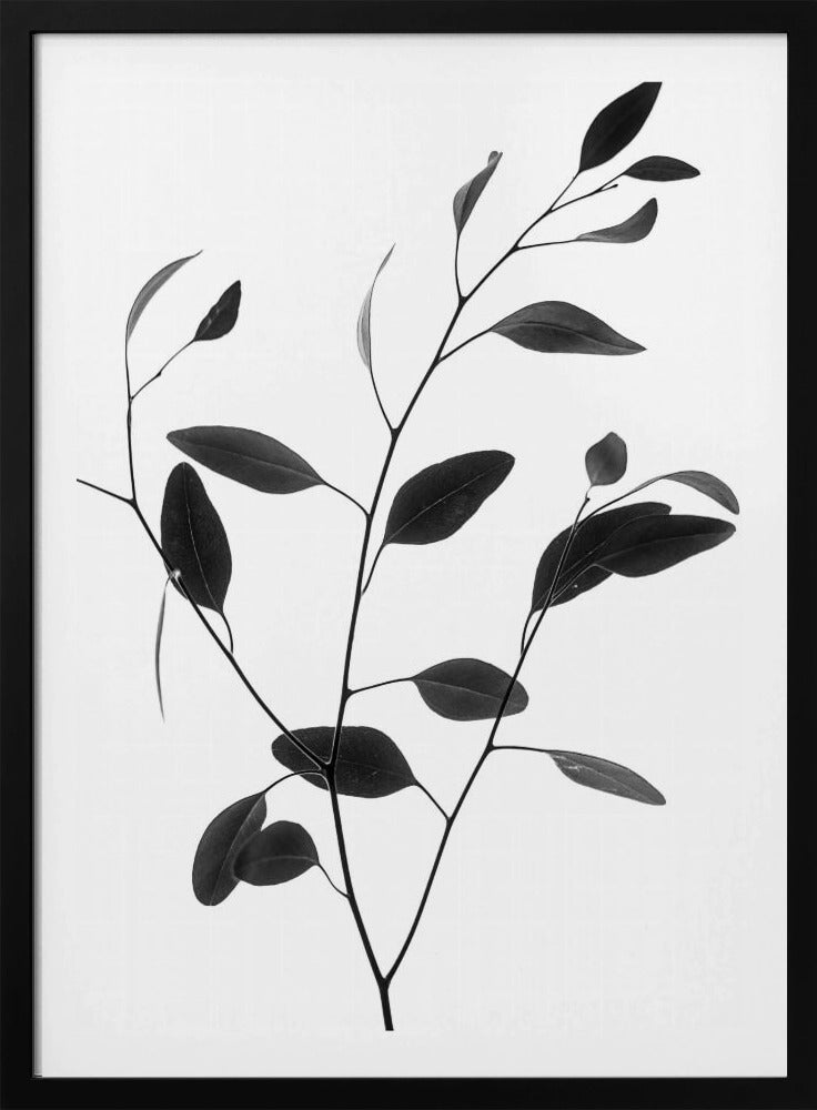 Delicate Branch | Poster
