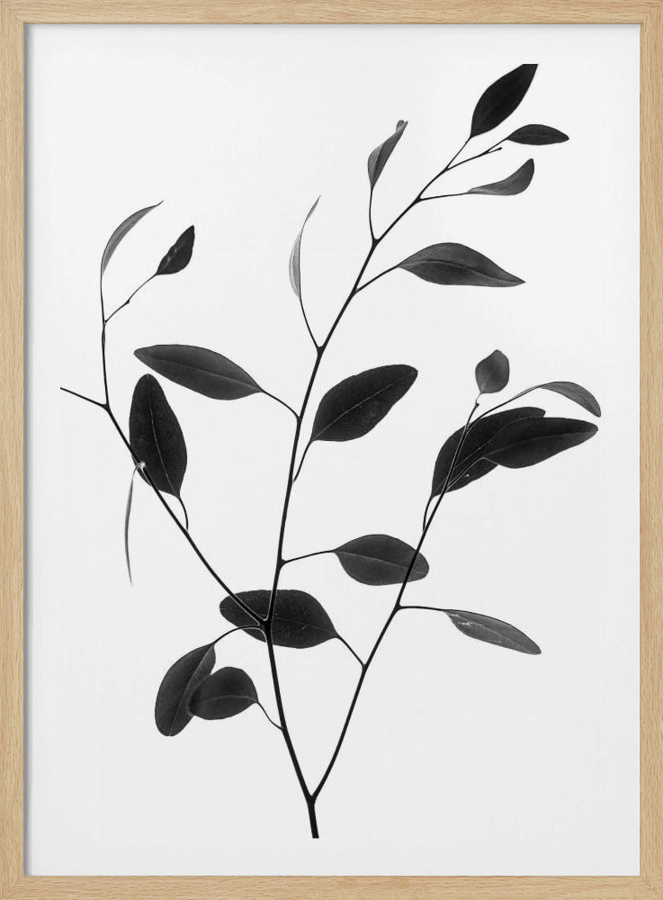 Delicate Branch | Poster