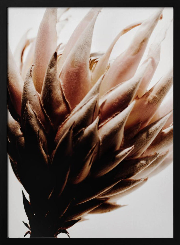 Protea | Poster