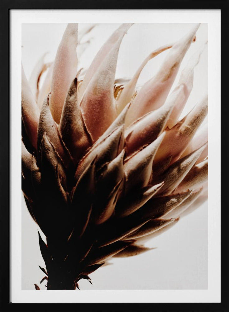 Protea | Poster