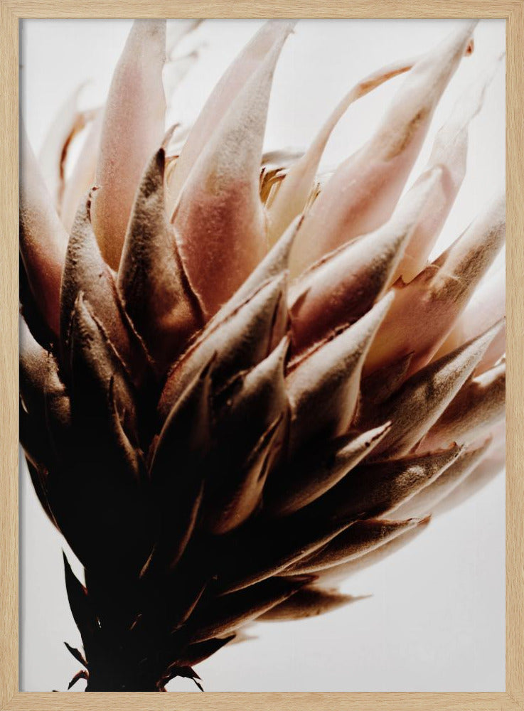 Protea | Poster