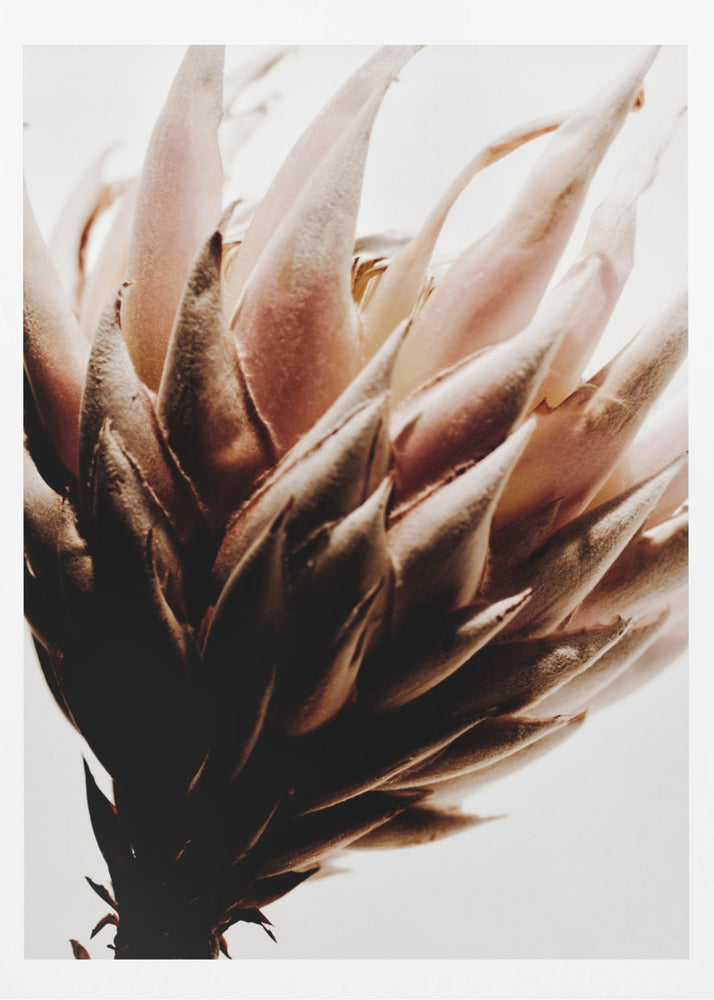 Protea | Poster