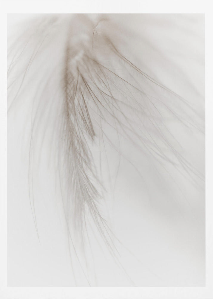 White Feather | Poster