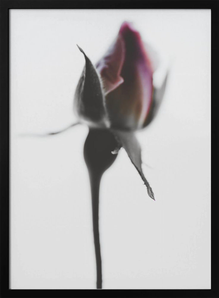 Elegant Rose | Poster
