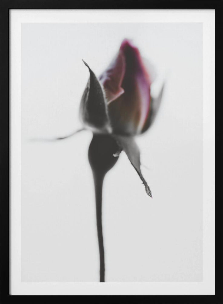 Elegant Rose | Poster