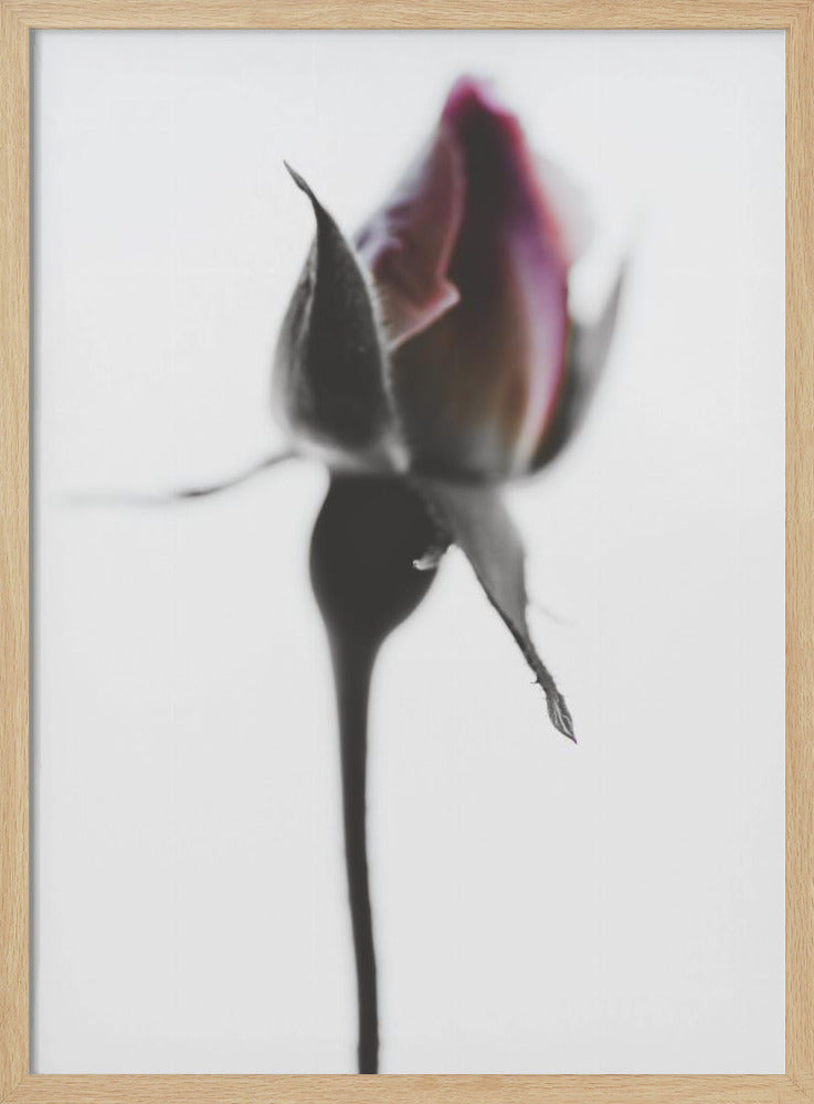 Elegant Rose | Poster
