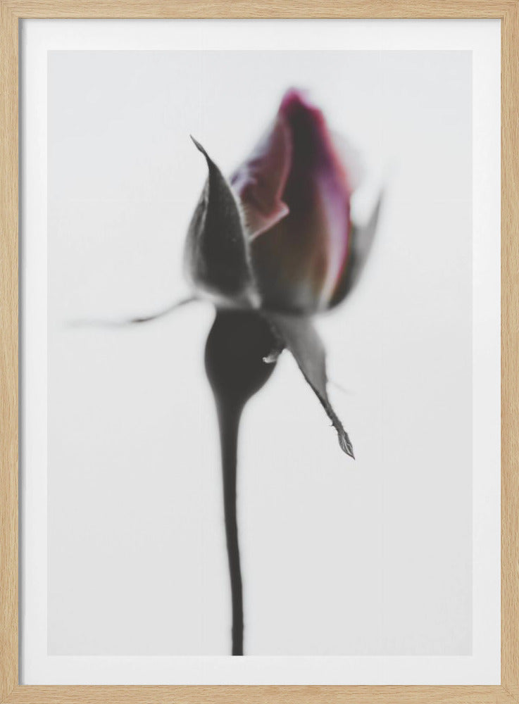 Elegant Rose | Poster