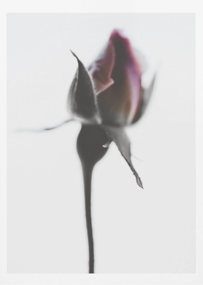 Elegant Rose | Poster