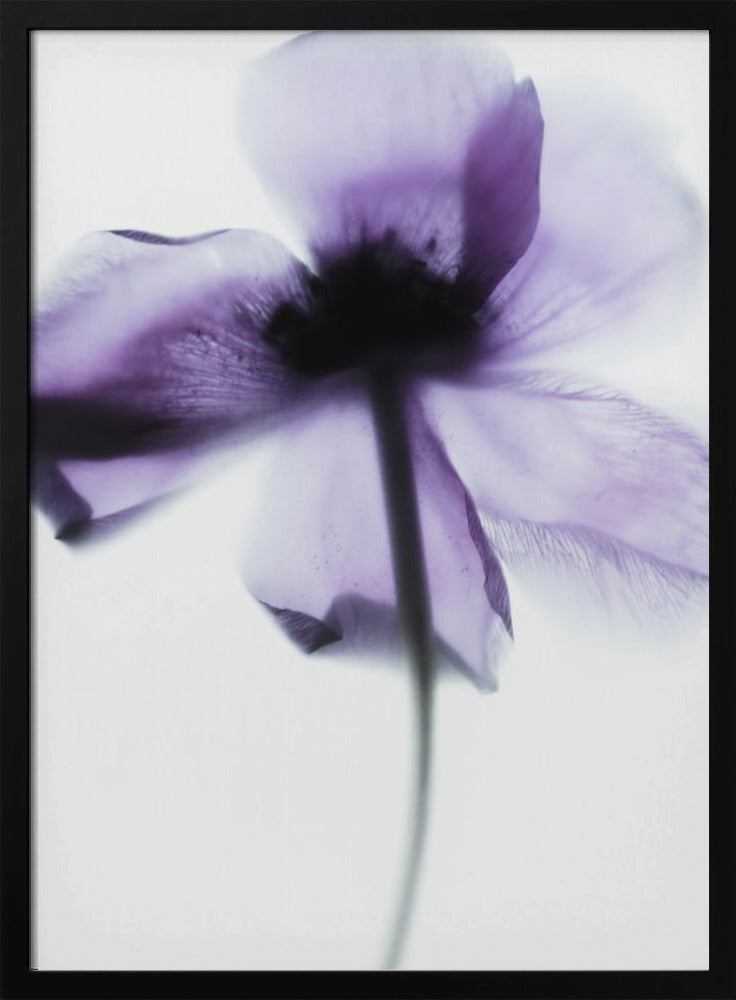 Purple Poppy | Poster