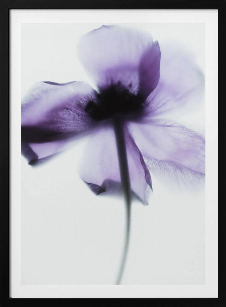 Purple Poppy | Poster