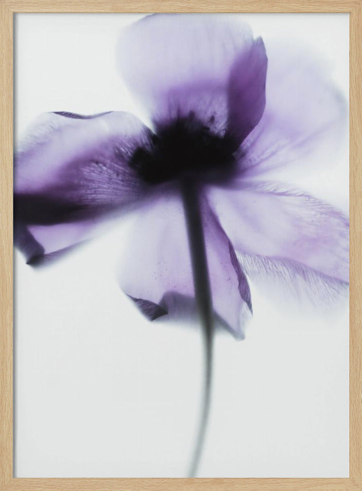 Purple Poppy | Poster