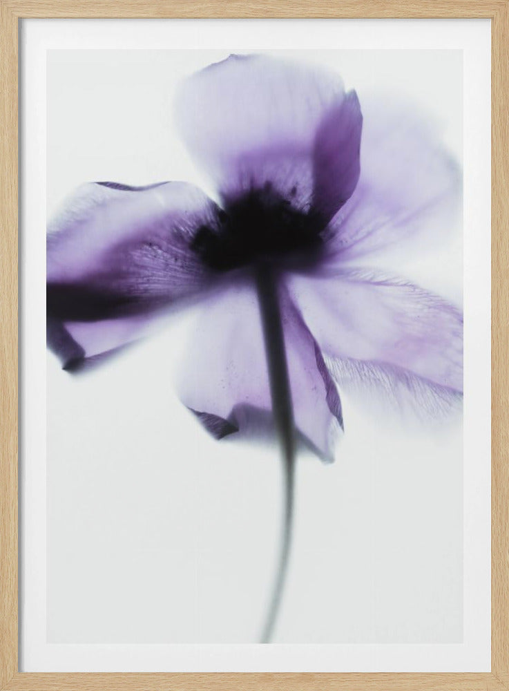 Purple Poppy | Poster