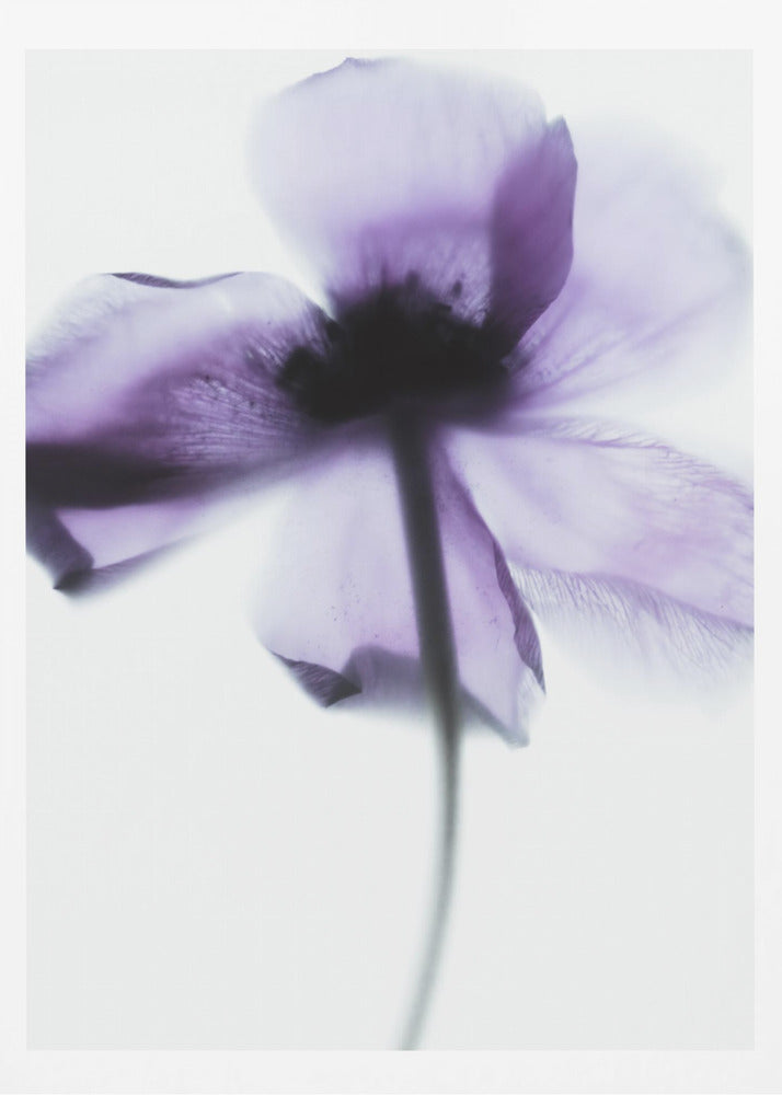 Purple Poppy | Poster