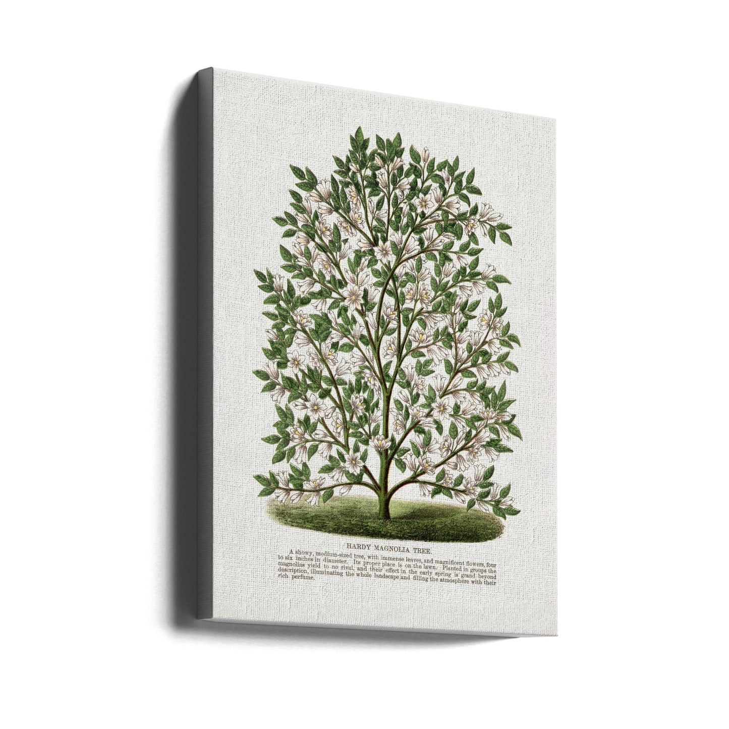 Litografía de árbol de magnolia resistente | Impresiones en Lienzo