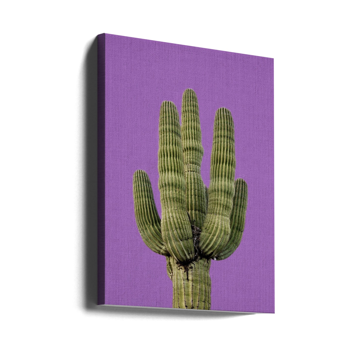 Cactus violet | Tableaux sur Toile