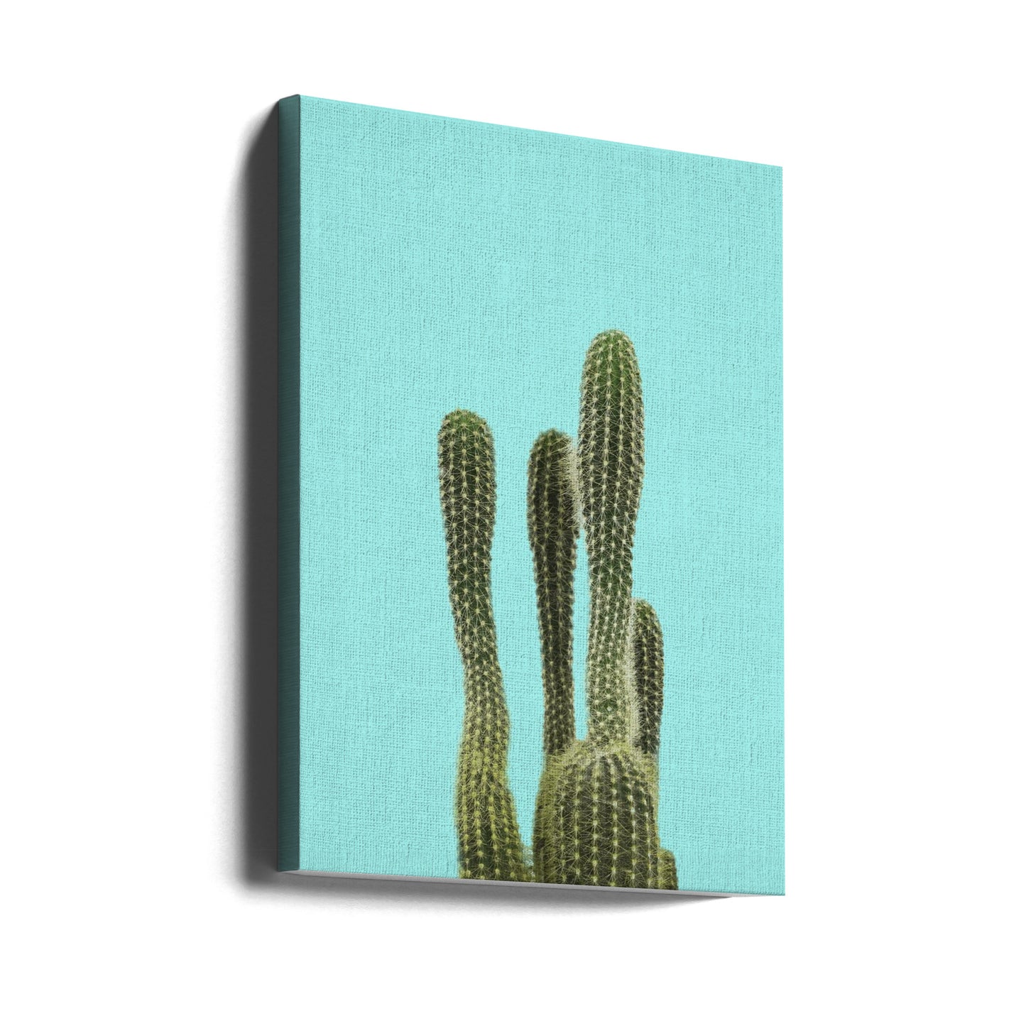 Cactus turquoise | Tableaux sur Toile