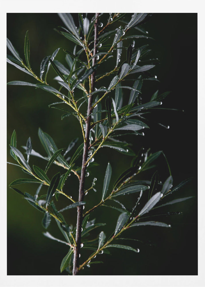 Winter Branches 6 | Poster