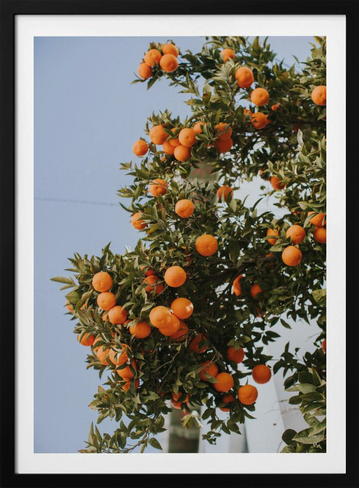 Oranges in Seville | Poster