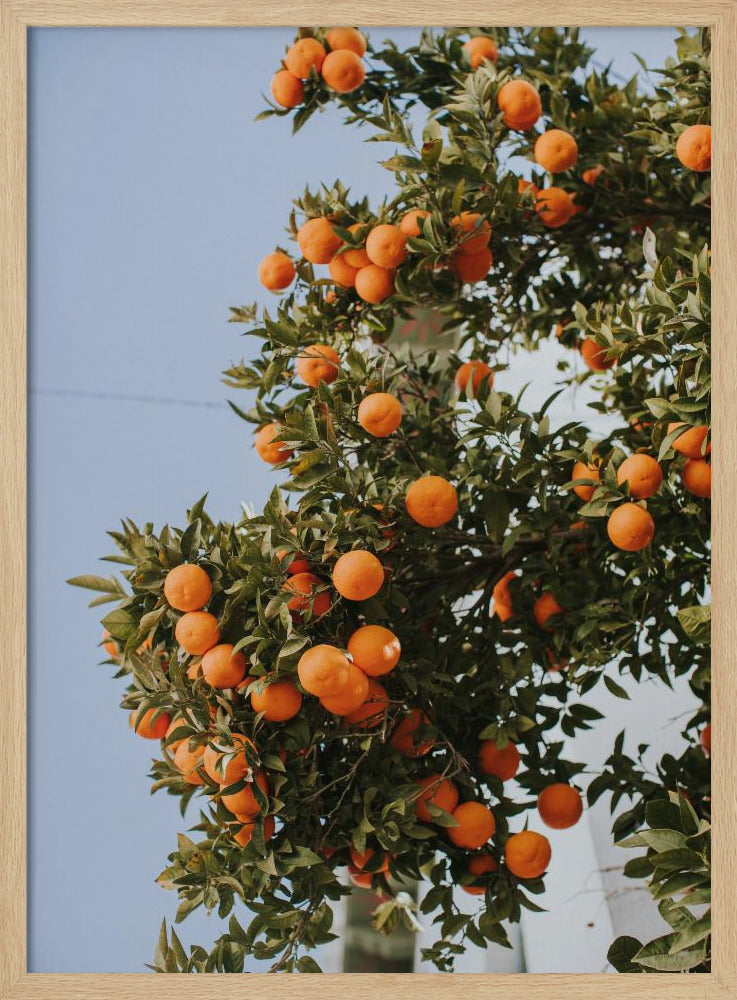 Oranges in Seville | Poster