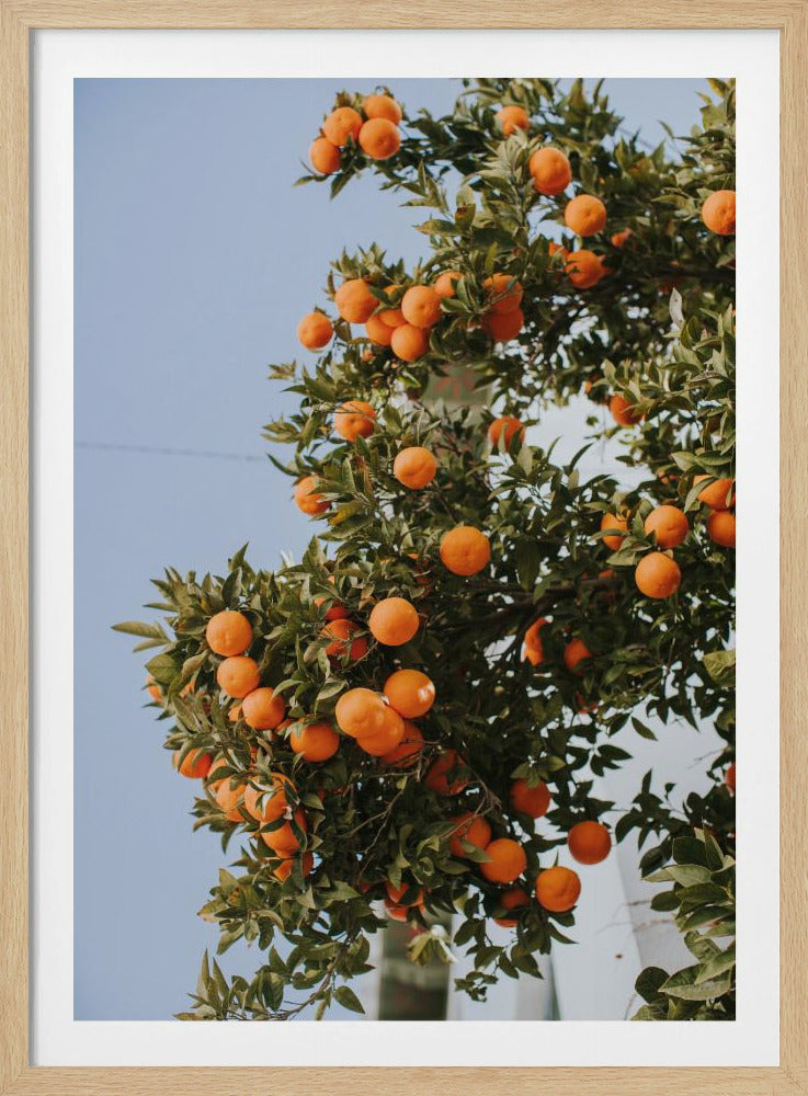 Oranges in Seville | Poster