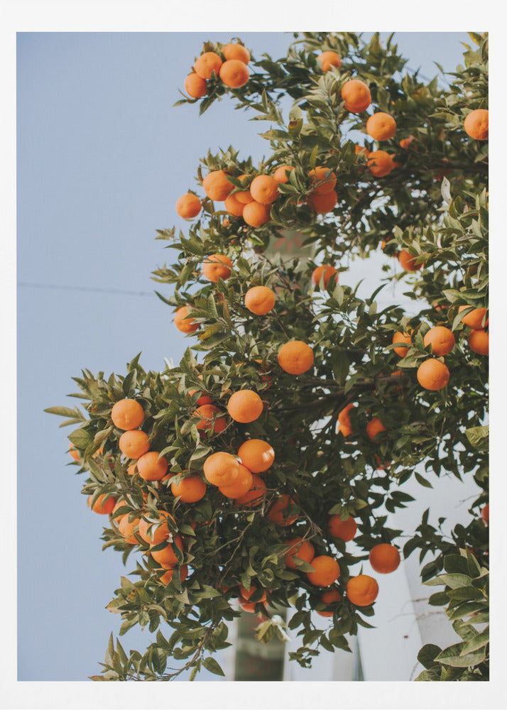 Oranges in Seville | Poster