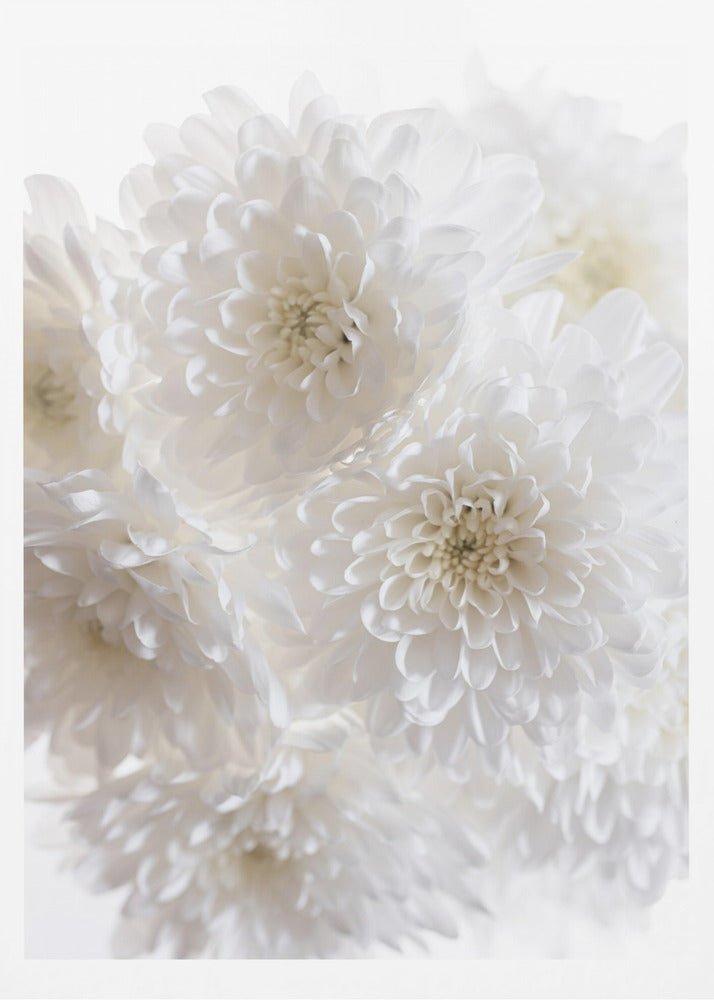 White Flowers 1 | Poster
