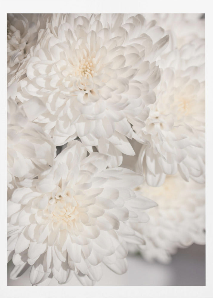 White Flowers 2 | Poster