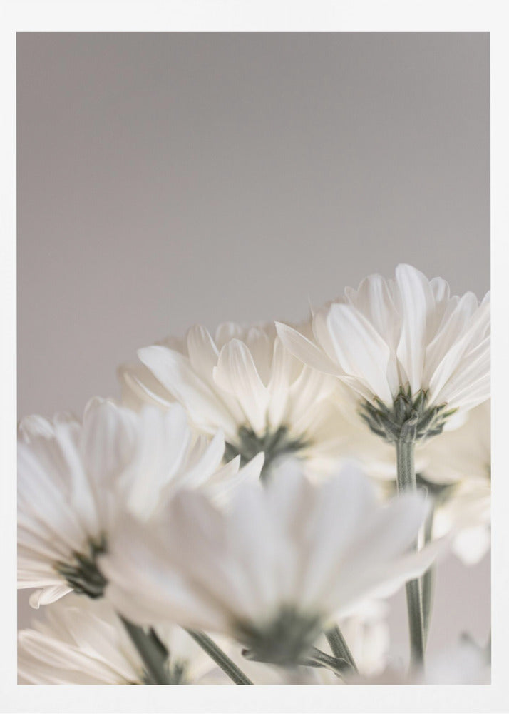 White Flowers 4 | Poster