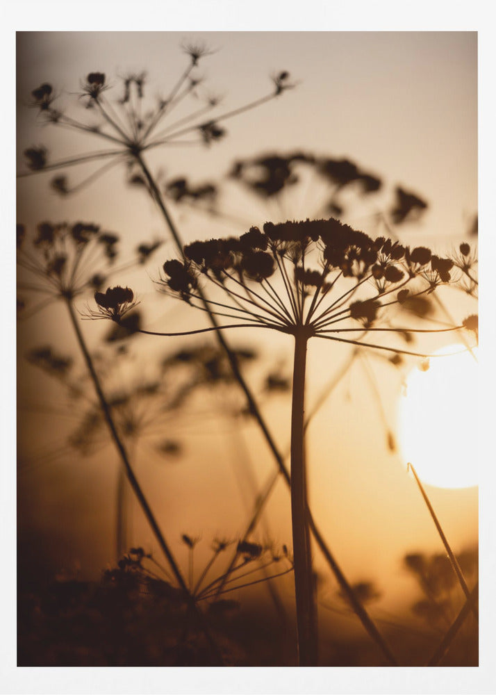 Golden Hour 1 | Poster