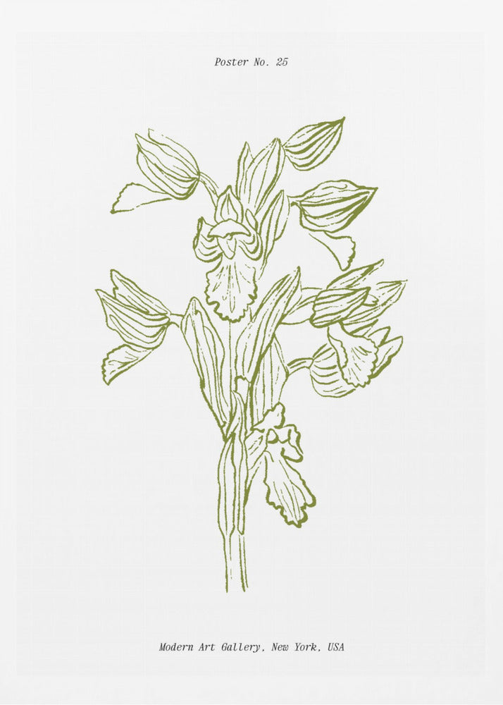 Orchid Harmony | Poster