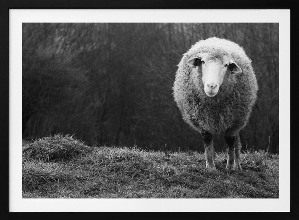 Wundernde Schafe | Poster - Kunstdruck